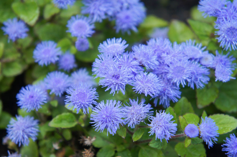 Ageratum, Ageratum houstonianum, Floss Flower, Ageratum Flower, Ageratum conyzoides, Ageratum Blue Horizon